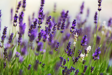 Picture of lavender flowers on field at sunlight