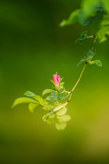 Beautiful wild rose bush blooming in a meadow in summer