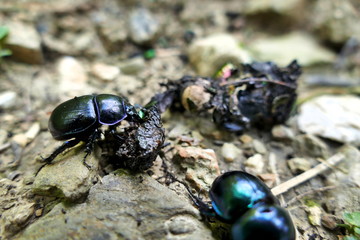 Dung beetles on dung