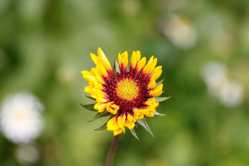 Wild daisy