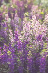 Flowers (salvia officinalis) in the garden