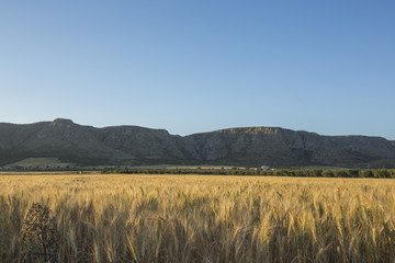Campo di grano