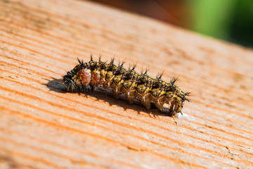 Hairy caterpillar crawling on the wooden surface of the table, shooting macro
