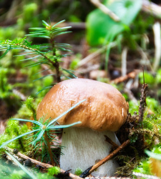Boletus Mushroom, Dolomites