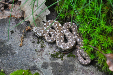 Vipera ammodytes, Nose-horned viper, most toxic and dangerous snake in Europe. Long-nosed Viper, ...