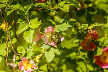 Beautiful wild rose bush blooming in a meadow in summer