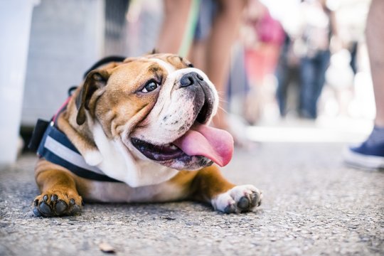 Bulldog et canicule