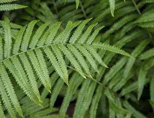 Fern leaf with water drop