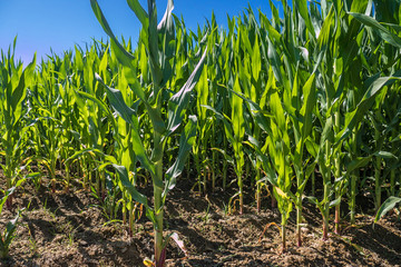 Corn field in Catalonia