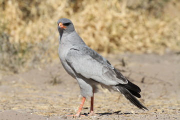 Goshawk