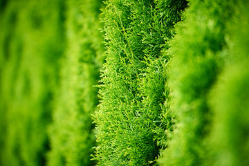 Detail of thuja trees, background use