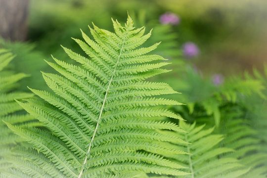 Green fern leaves on Midsummer in forest: Latvian nature during Ligo celebration