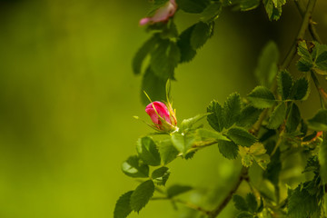 Obraz na płótnie Canvas Beautiful wild rose bush blooming in a meadow in summer