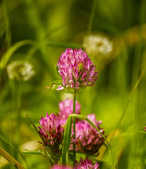 Fototapeta premium A beautiful, vibrant red clover flower in a meadow. Sunny summer day.