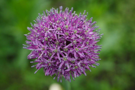 Purple allium flower (allium giganteum). Flower decorative bow. Flower in shape of the ball