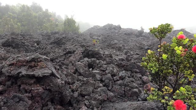 Blooming Metrosideros polymorpha ( ʻohiʻa lehua ) with raindrops on lava fields . Big Island, Hawaii, USA