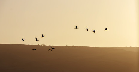 A flock of Gray cranes fly at sunrise