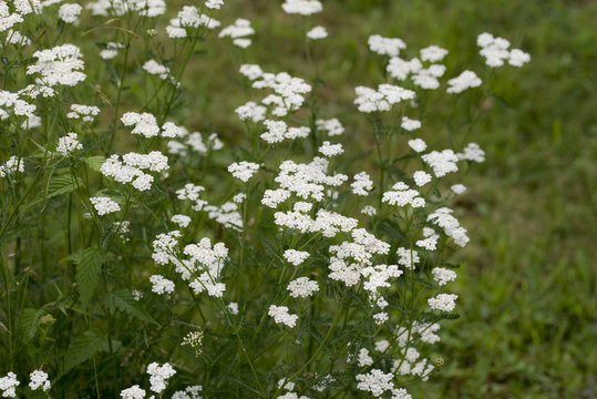 Achillea millefolium, commonly known as yarrow  is a flowering plant in the family Asteraceae. It is native to temperate regions of the Northern Hemisphere in Asia, Europe, and North America