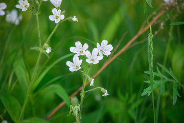 Белые цветы