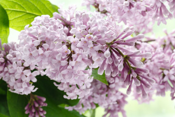 blooming branch of lilac