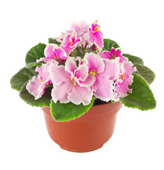 Shrub purple violet with green leaves in pot, isolated on white