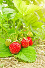 Fresh juicy shrub of strawberry with green leaves in morning