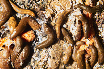 Group of slugs eating in the garden. Spanish slug (Arion vulgaris) invasion in garden. Invasive slug. Garden problem in Europe. Selective focus.