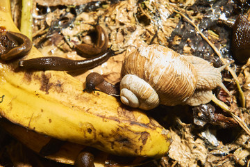 Group of slugs eating in the garden. Spanish slug (Arion vulgaris) invasion in garden. Invasive...