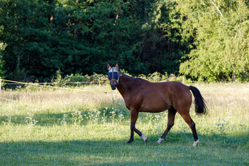 brown horse is grazing in a spring meadow