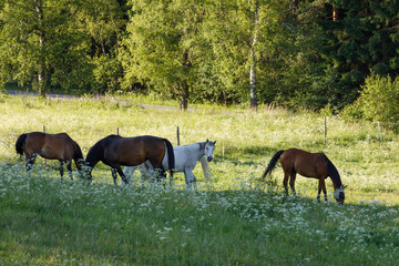 beautiful herd of horses graze in spring meadow