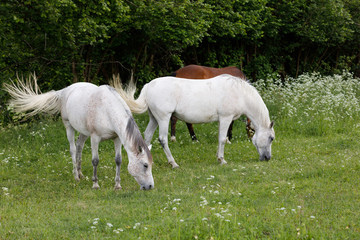 Obraz na płótnie Canvas two white horse is grazing in a spring meadow
