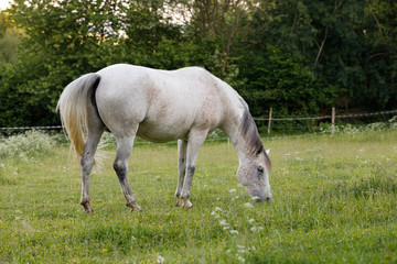 Obraz na płótnie Canvas white horse is grazing in a spring meadow