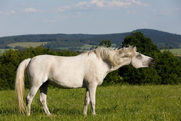 Obraz premium white horse is grazing in a spring meadow