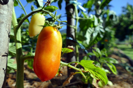Pelati tomato close up