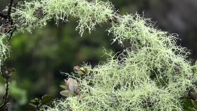 Closeup of Fruticose lichen (Usnea). Volcanoes NP, Big Island, Hawaii, USA