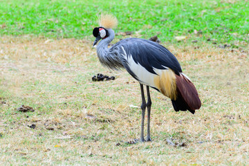 Grey crowned crane.