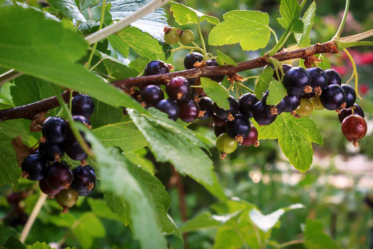 Branch of black currant in the garden. healthy food