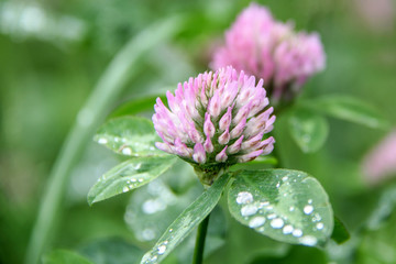 	 clover, trefoil with rain drops and Dew pits