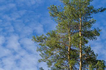 Two pines on blue sky background
