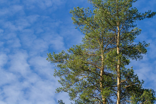 Two pines on blue sky background
