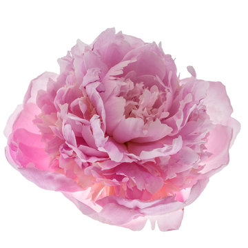 Fototapeta Pink peony flower