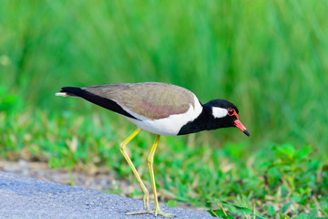 Red-wattled Lapwing Vanellus indicus.