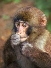 puppy monkey portrait, unprotected animal (japanese macaque)