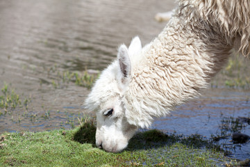 Fototapeta premium lamas in Andes,Mountains, Peru
