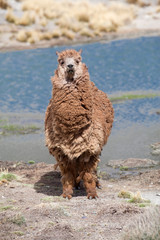 lamas in Andes,Mountains, Peru