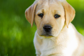 Portrait to labrador