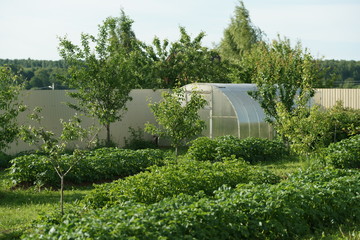 Young trees in a private garden