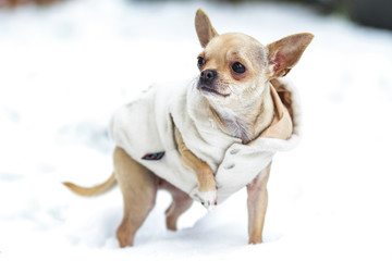 Chihuahua in the snow