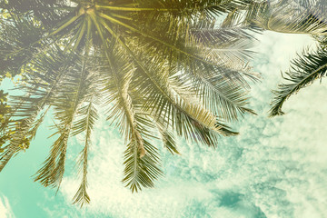 Fototapeta na wymiar Palm tree and sky with clouds background, image with retro tone