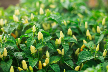 Fresh yellow corn isolated on black background. Dark tone